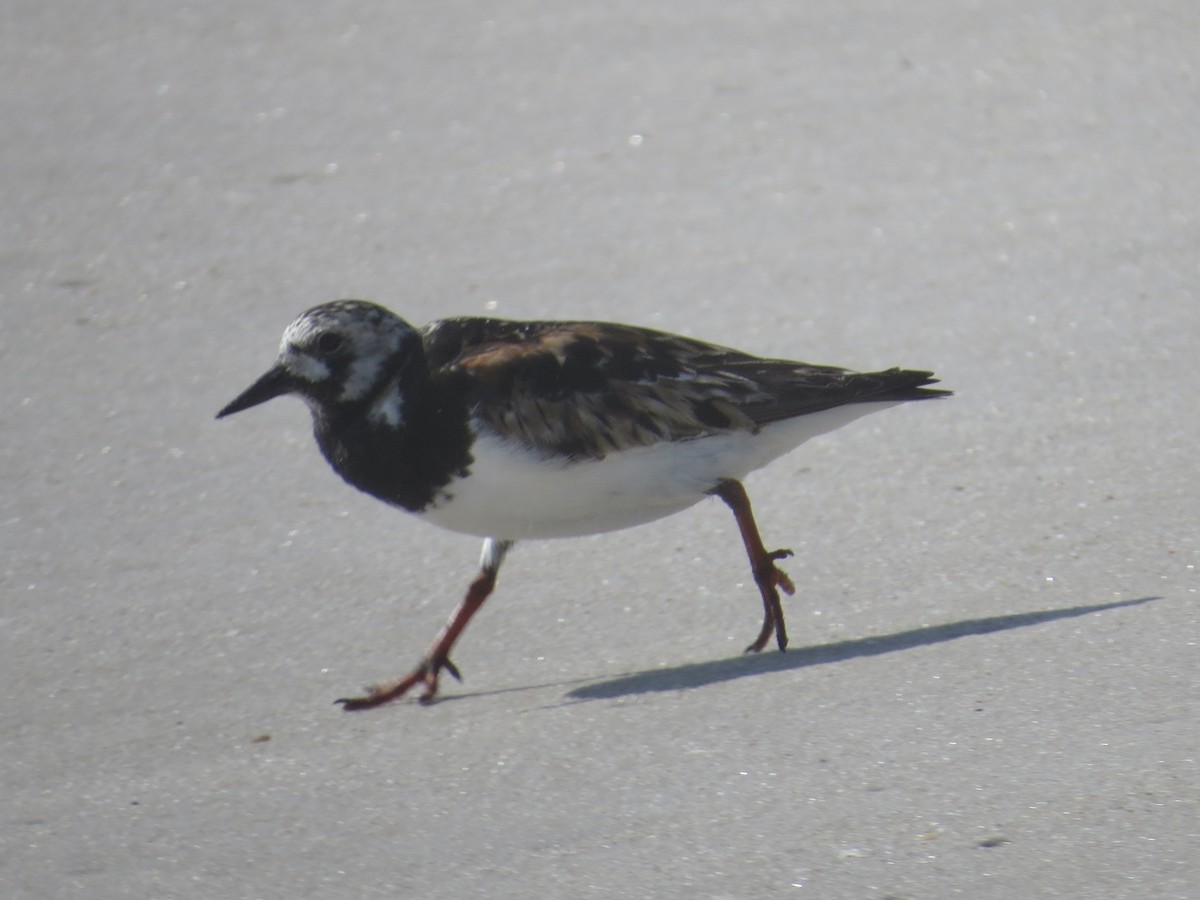 Ruddy Turnstone - ML615655923