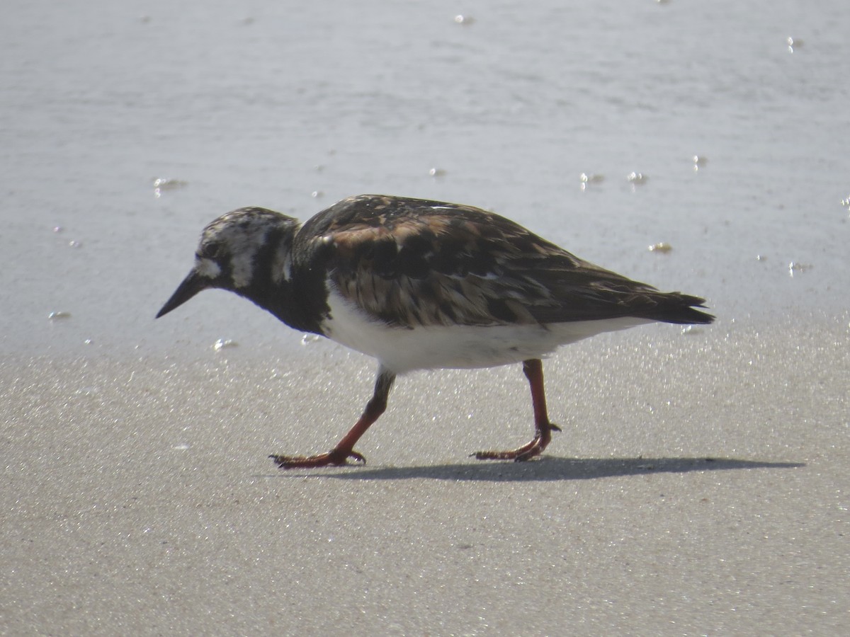 Ruddy Turnstone - ML615655924