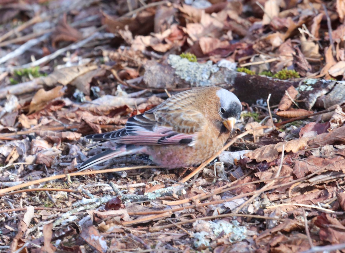 Roselin à tête grise - ML615655937