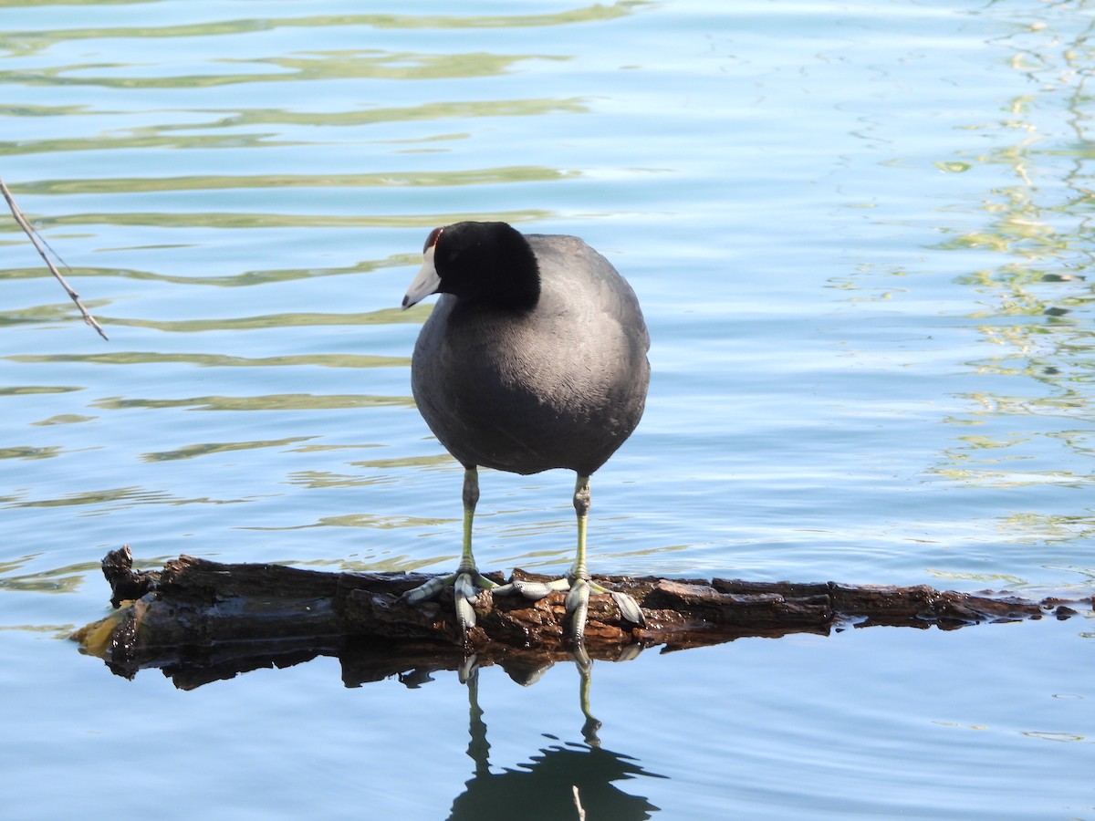 American Coot - Susan Benedict