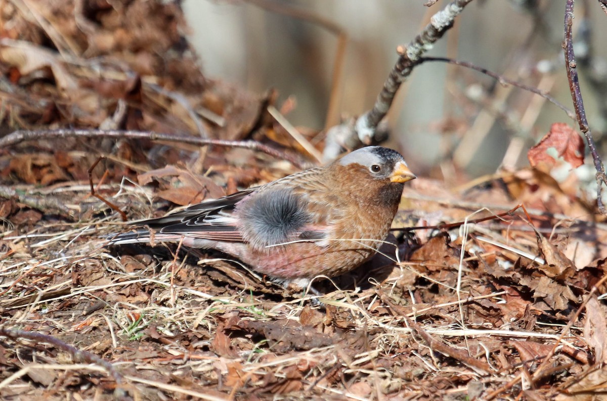 Gray-crowned Rosy-Finch - ML615655961