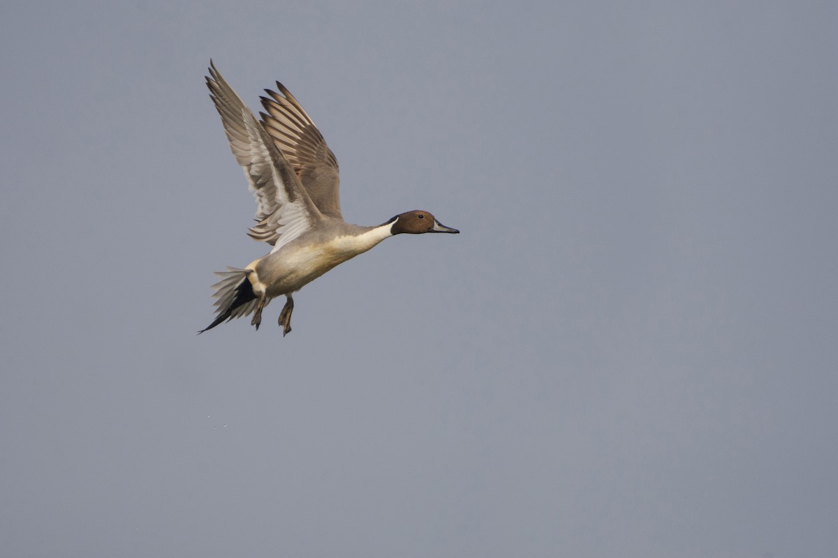 Northern Pintail - Subhankar Choudhuri