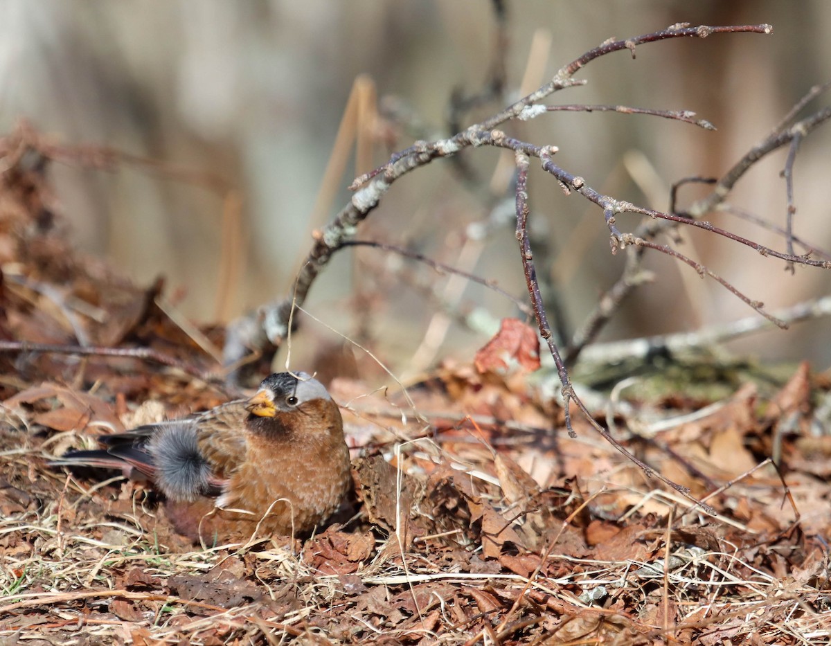 Gray-crowned Rosy-Finch - ML615655974