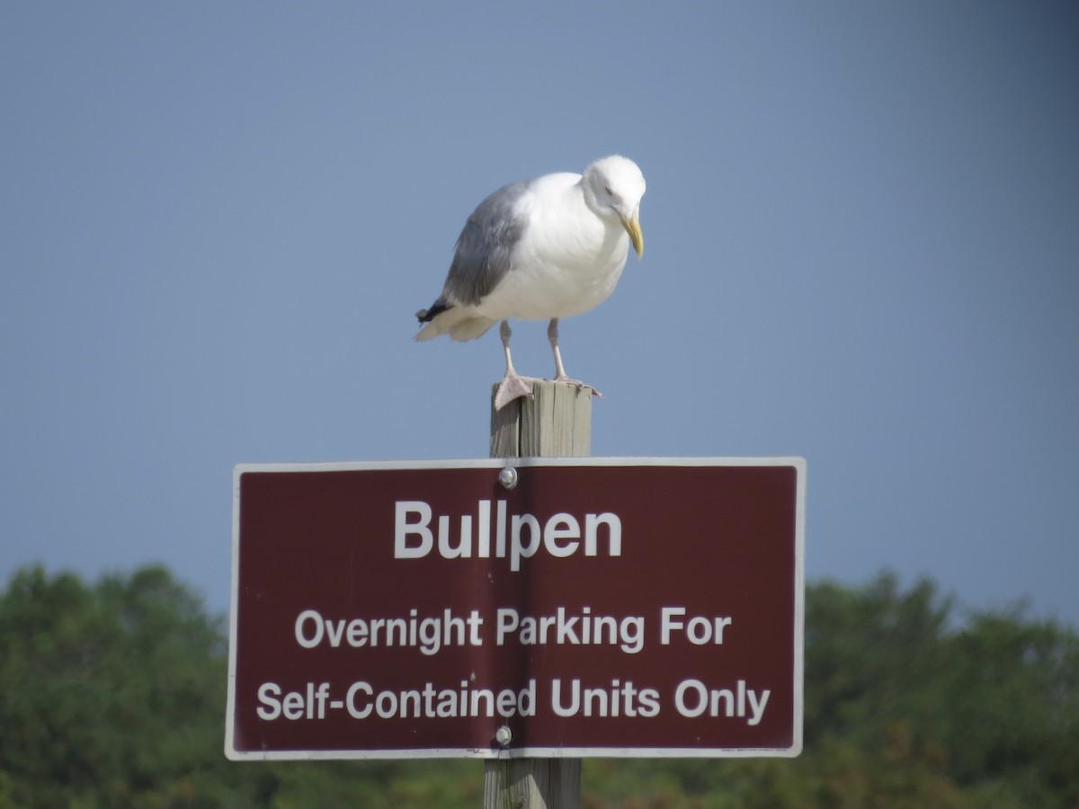 Herring Gull - ML615655975