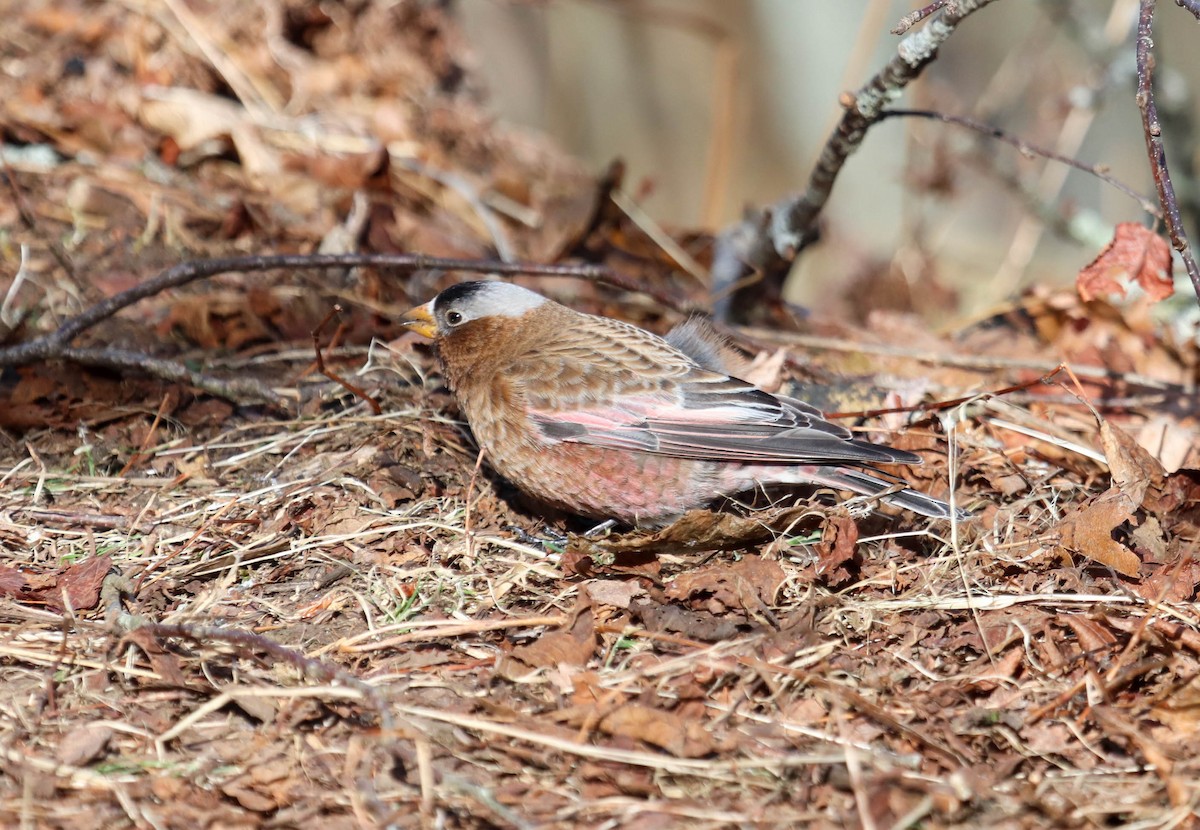 Gray-crowned Rosy-Finch - ML615655978