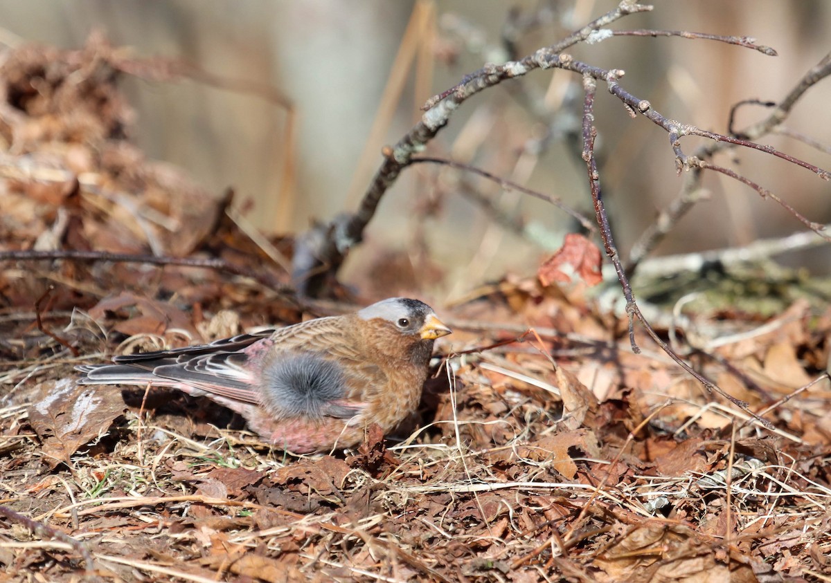 Gray-crowned Rosy-Finch - ML615655986