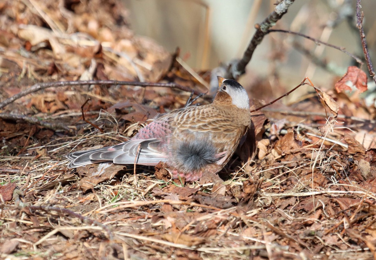 Gray-crowned Rosy-Finch - ML615655989