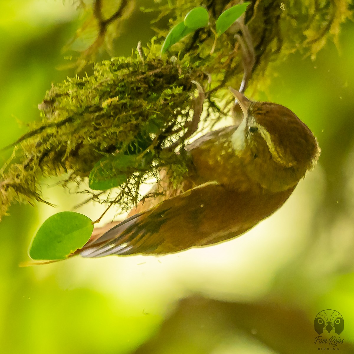 Ruddy Treerunner - ML615656035