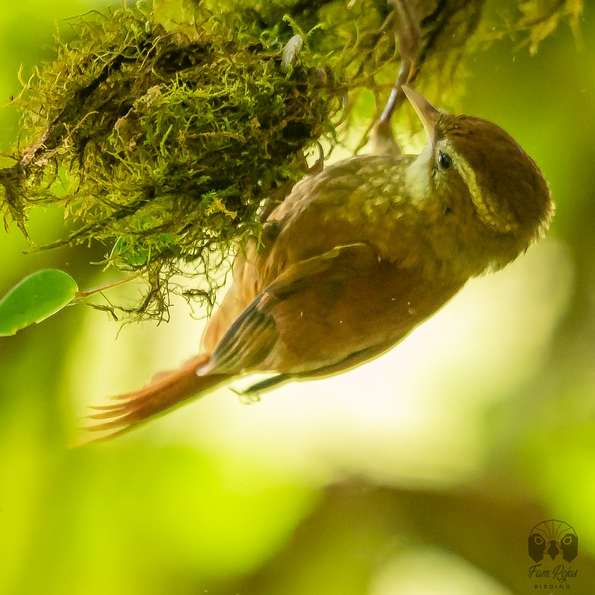 Ruddy Treerunner - ML615656036