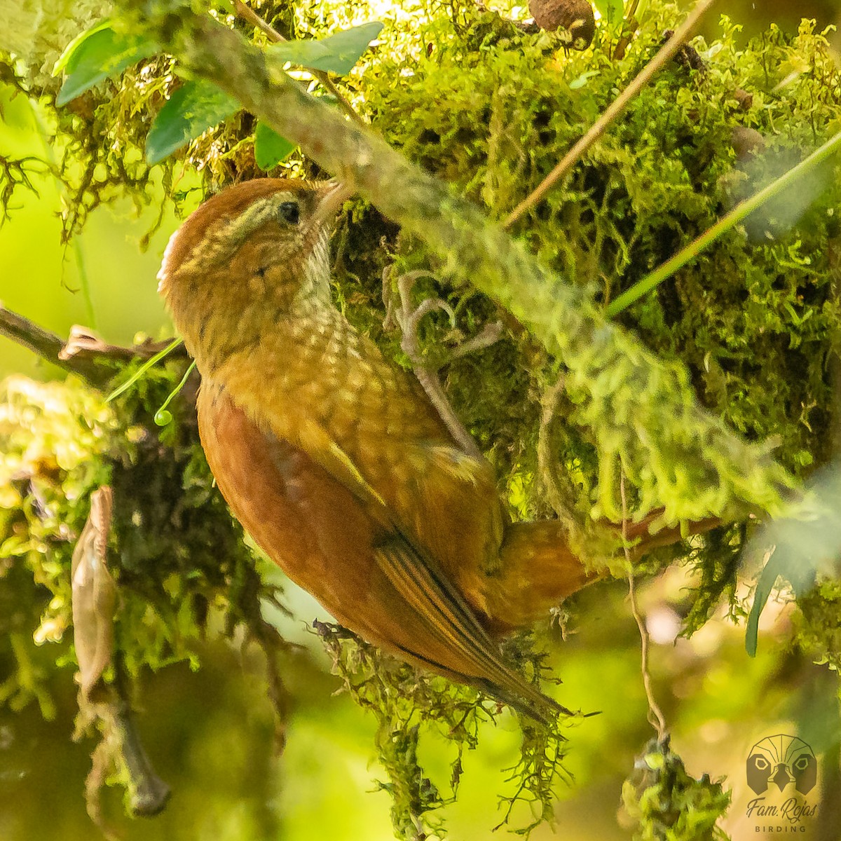 Ruddy Treerunner - ML615656038