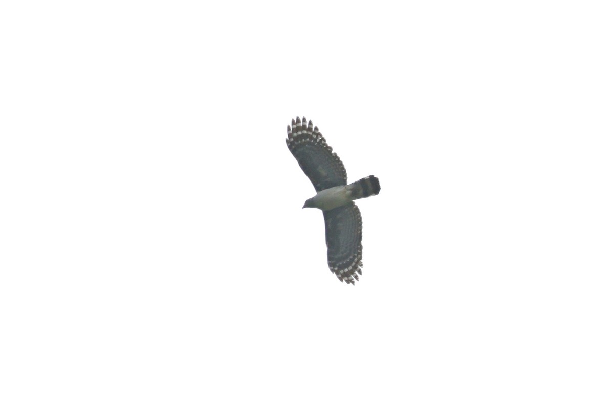 Gray-headed Kite - ML615656040