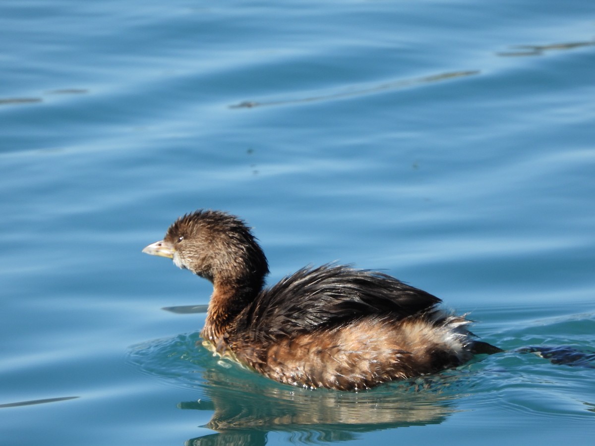 Pied-billed Grebe - ML615656103