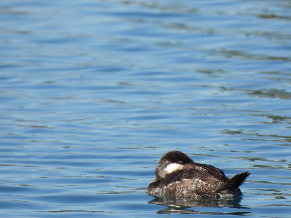 Ruddy Duck - Susan Benedict