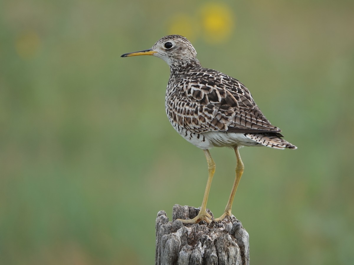 Upland Sandpiper - ML615656150