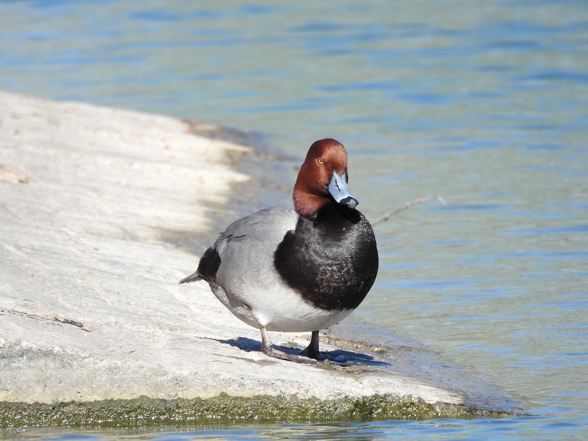 Redhead - Susan Benedict