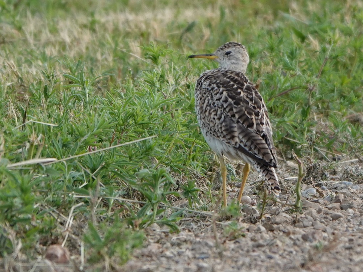 Upland Sandpiper - ML615656179