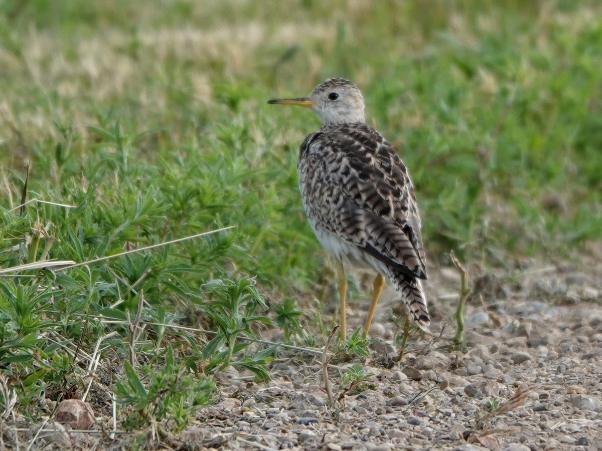 Upland Sandpiper - ML615656180