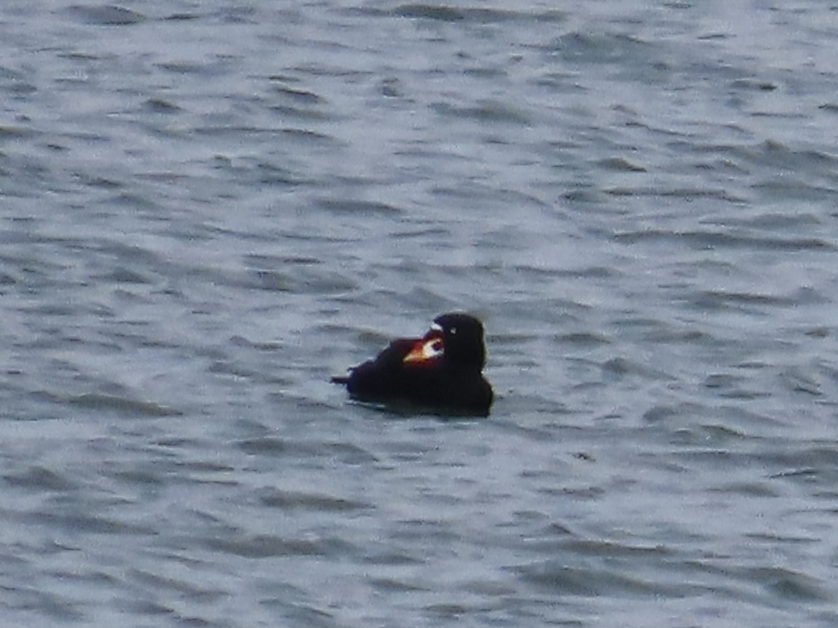 Surf Scoter - Amy Burlingame