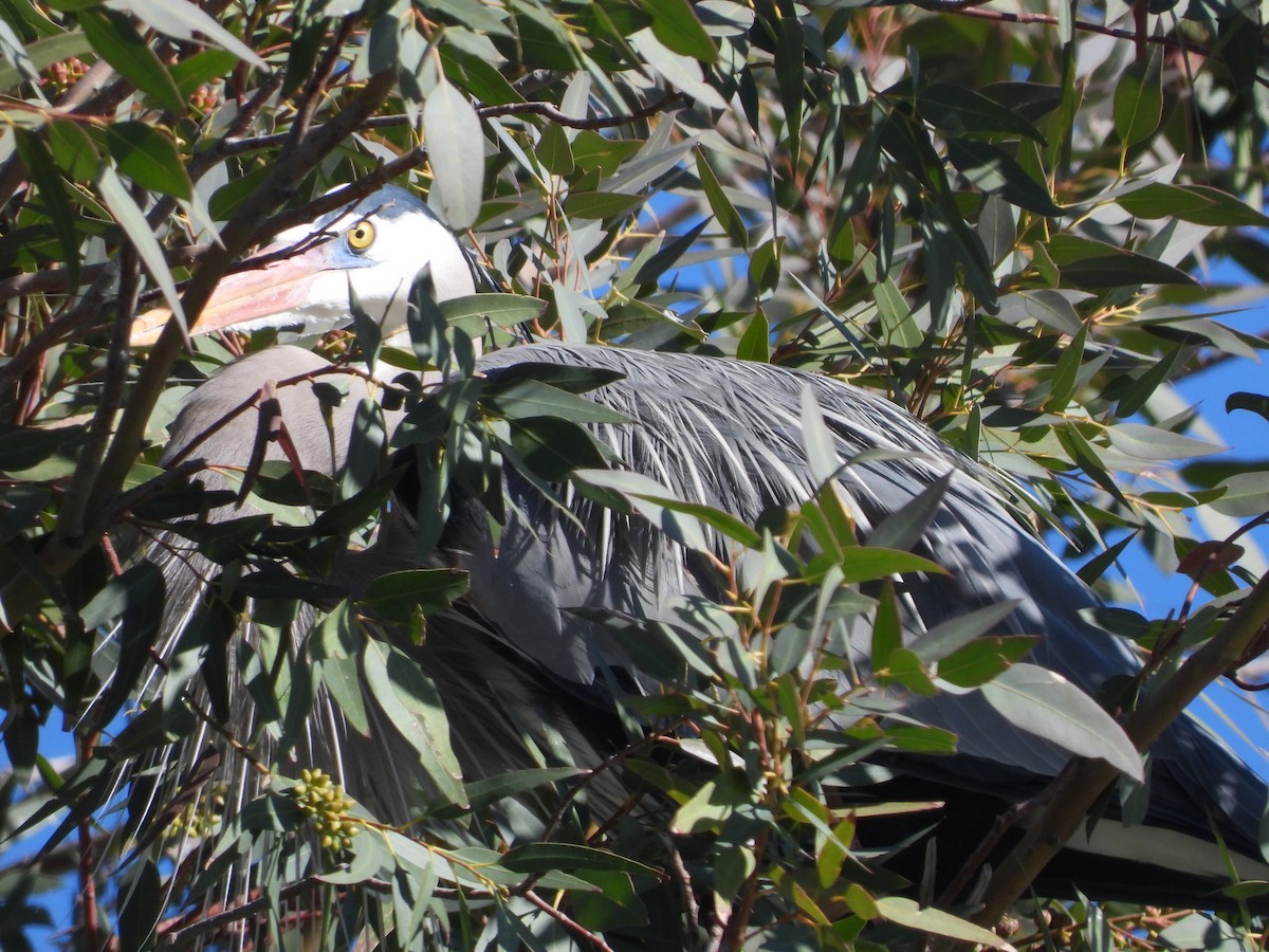 Great Blue Heron - Susan Benedict