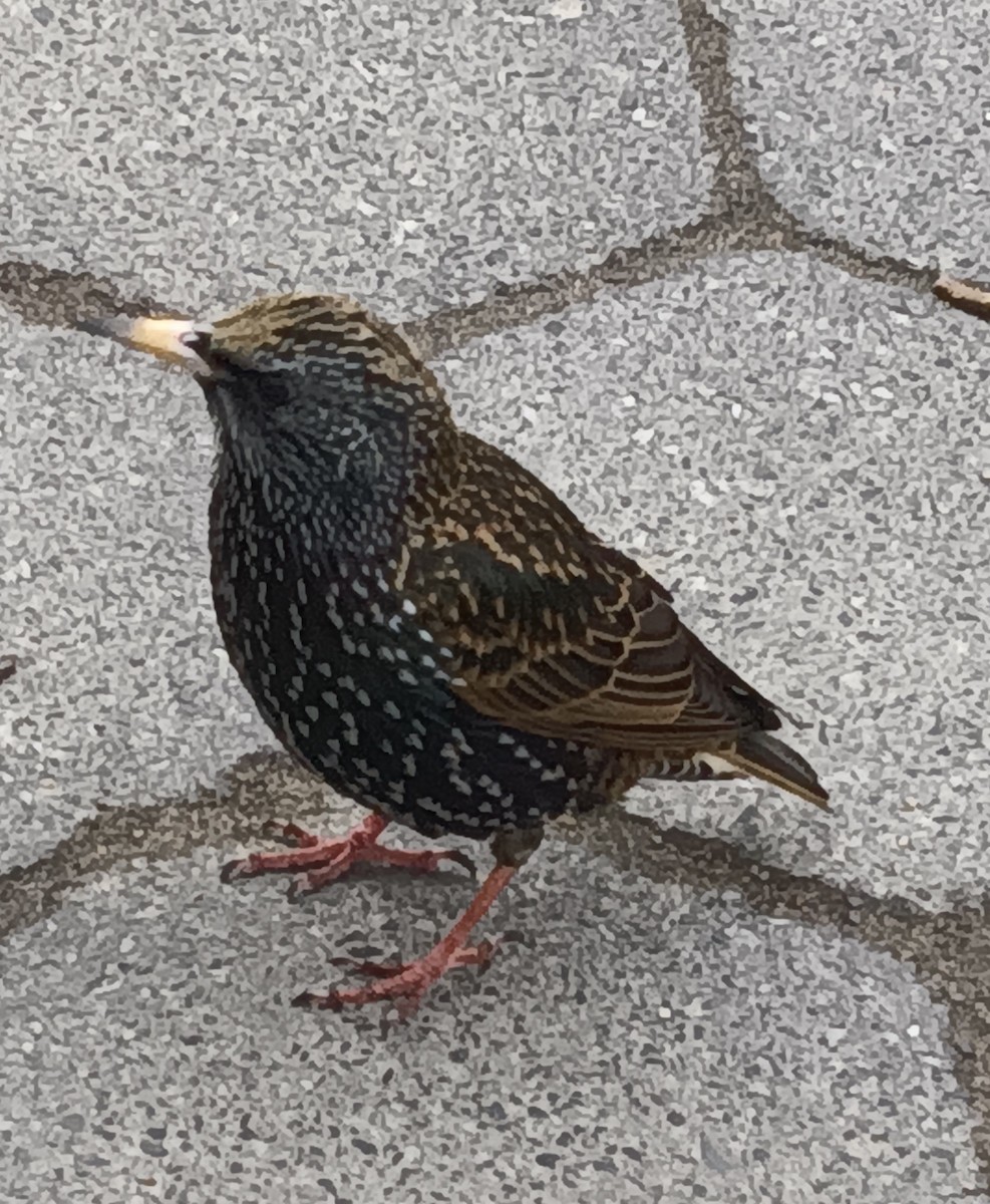 European Starling - ML615656281