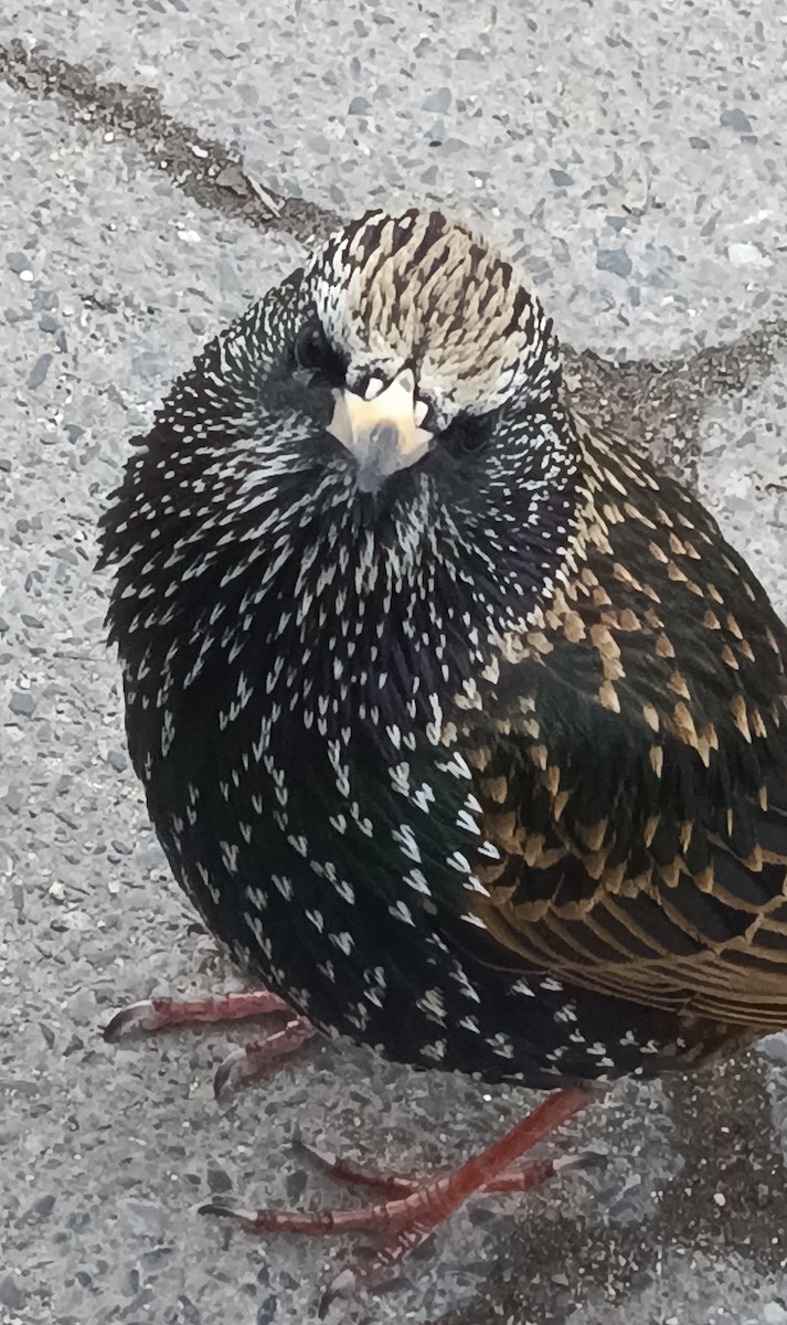 European Starling - ML615656282