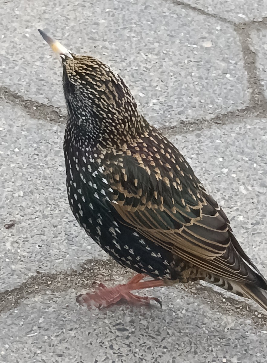 European Starling - ML615656283