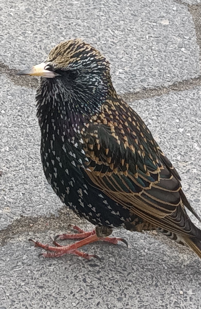 European Starling - ML615656285