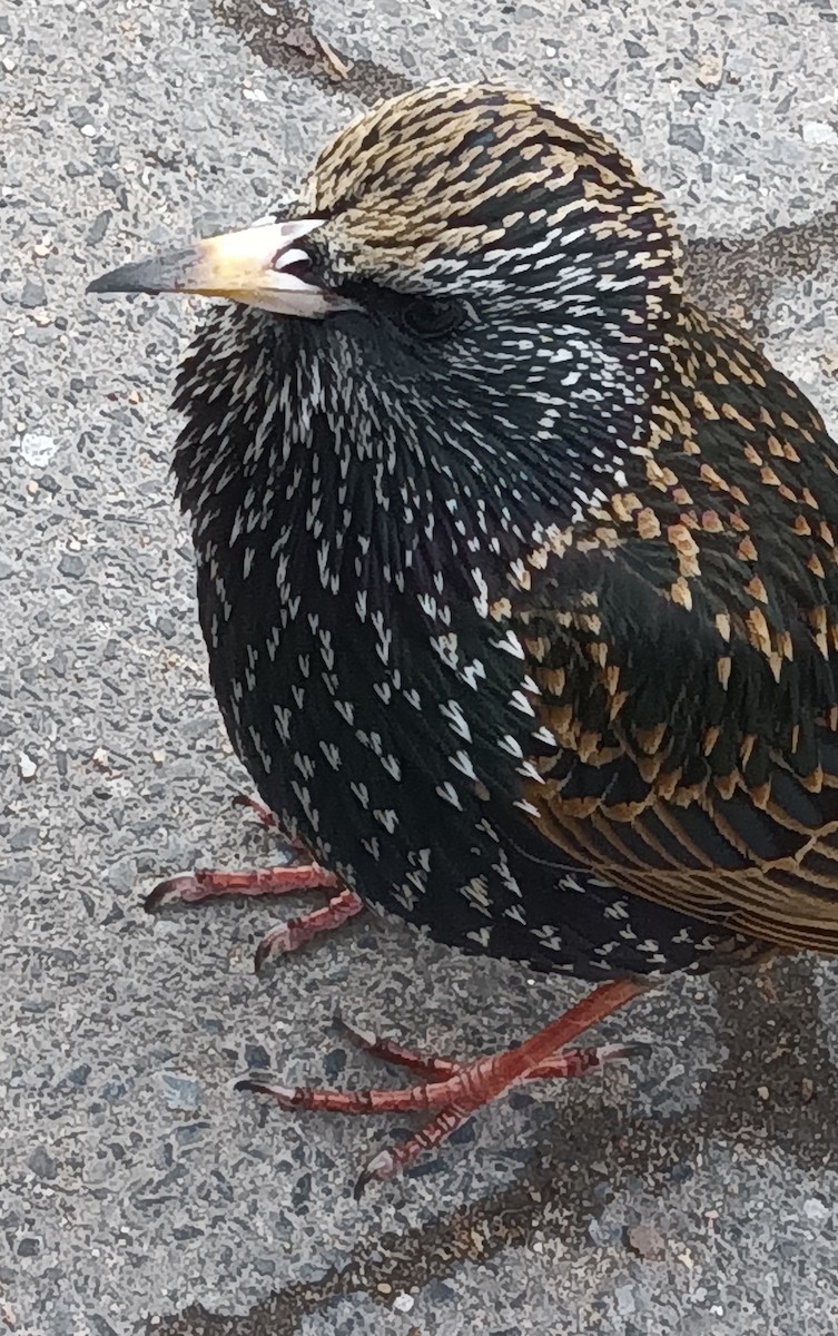 European Starling - ML615656286