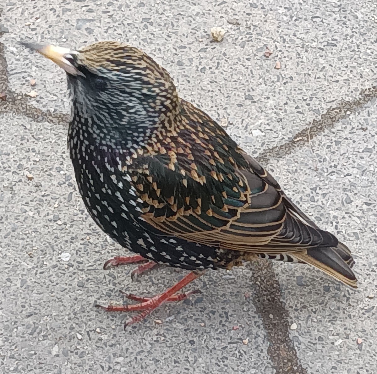 European Starling - ML615656287