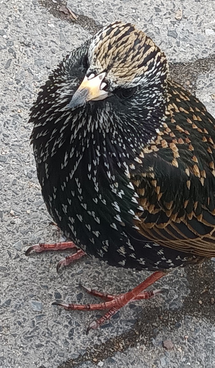 歐洲椋鳥 - ML615656288