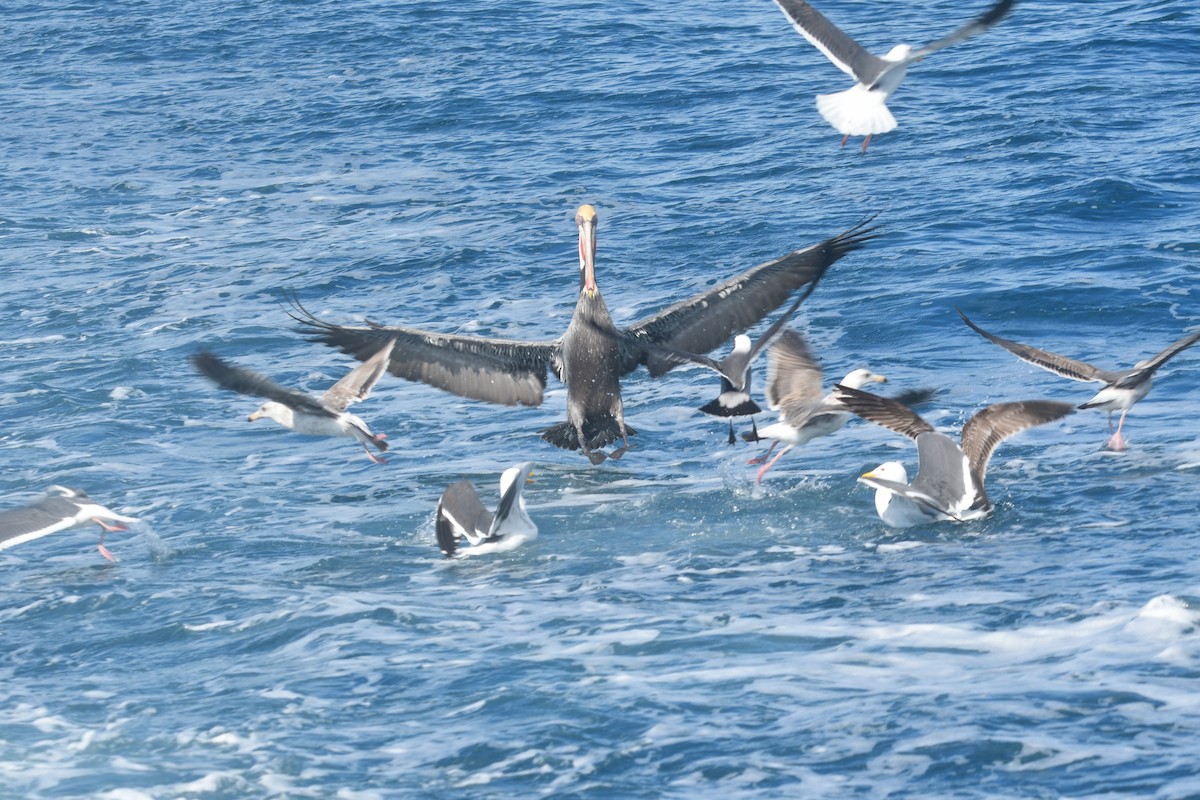 pelikán hnědý - ML615656303