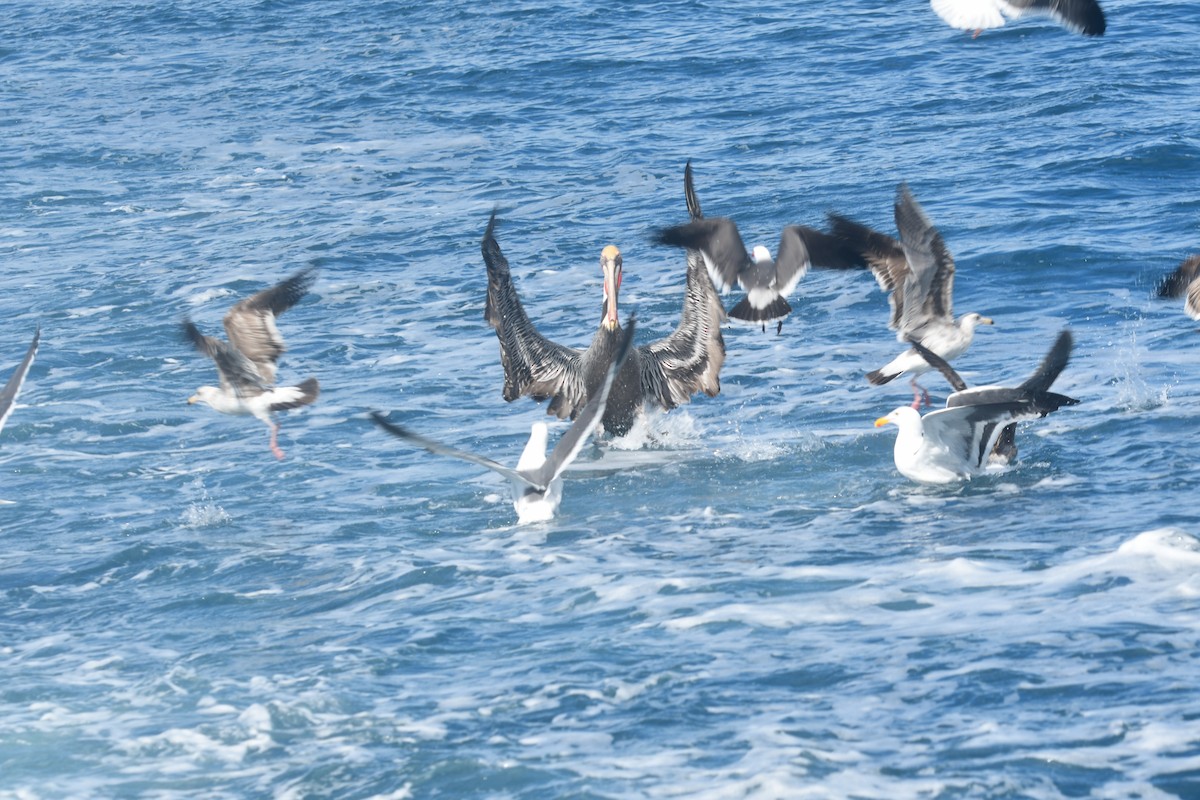 pelikán hnědý - ML615656308