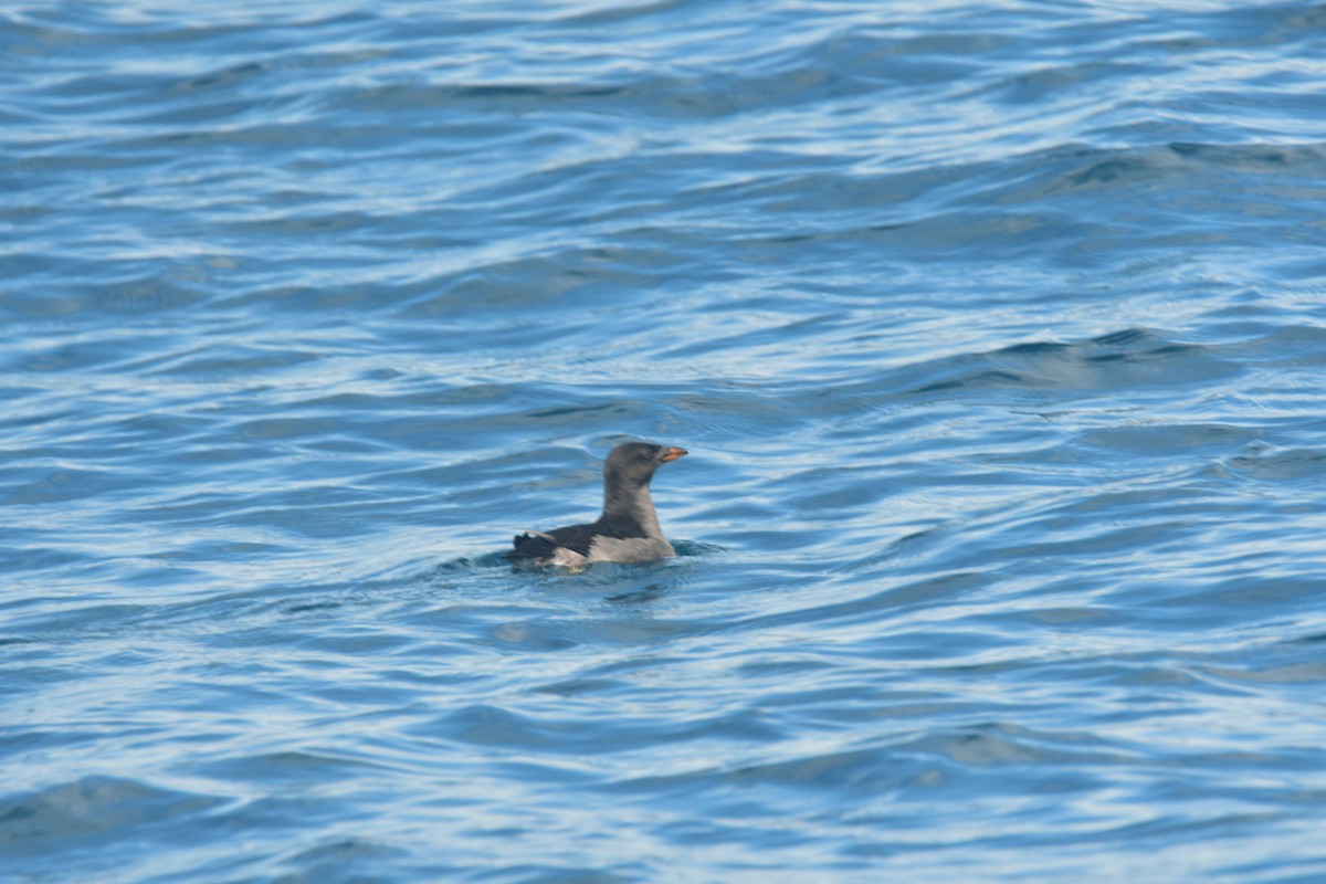 Rhinoceros Auklet - Brian Johnson