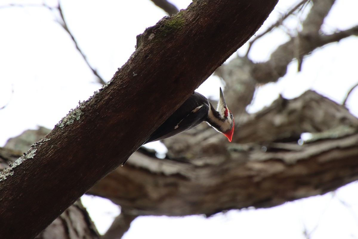 Pileated Woodpecker - Mace Mayor