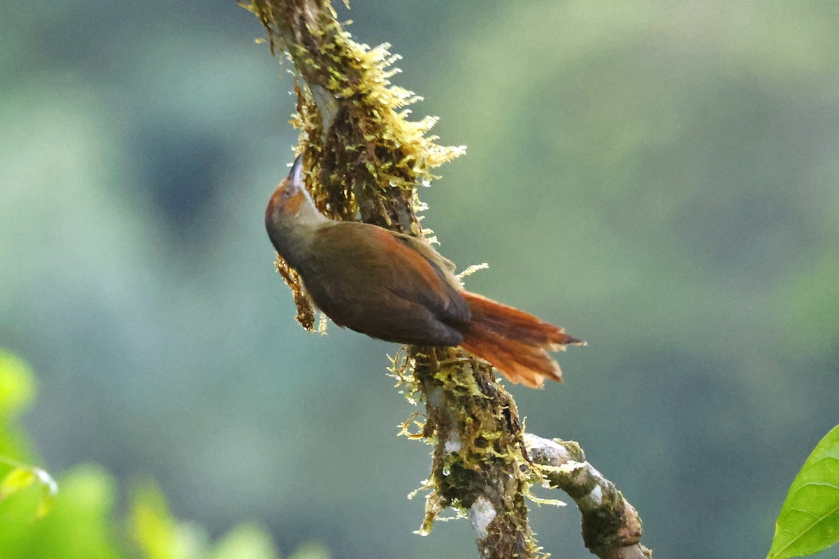 Red-faced Spinetail - ML615656327