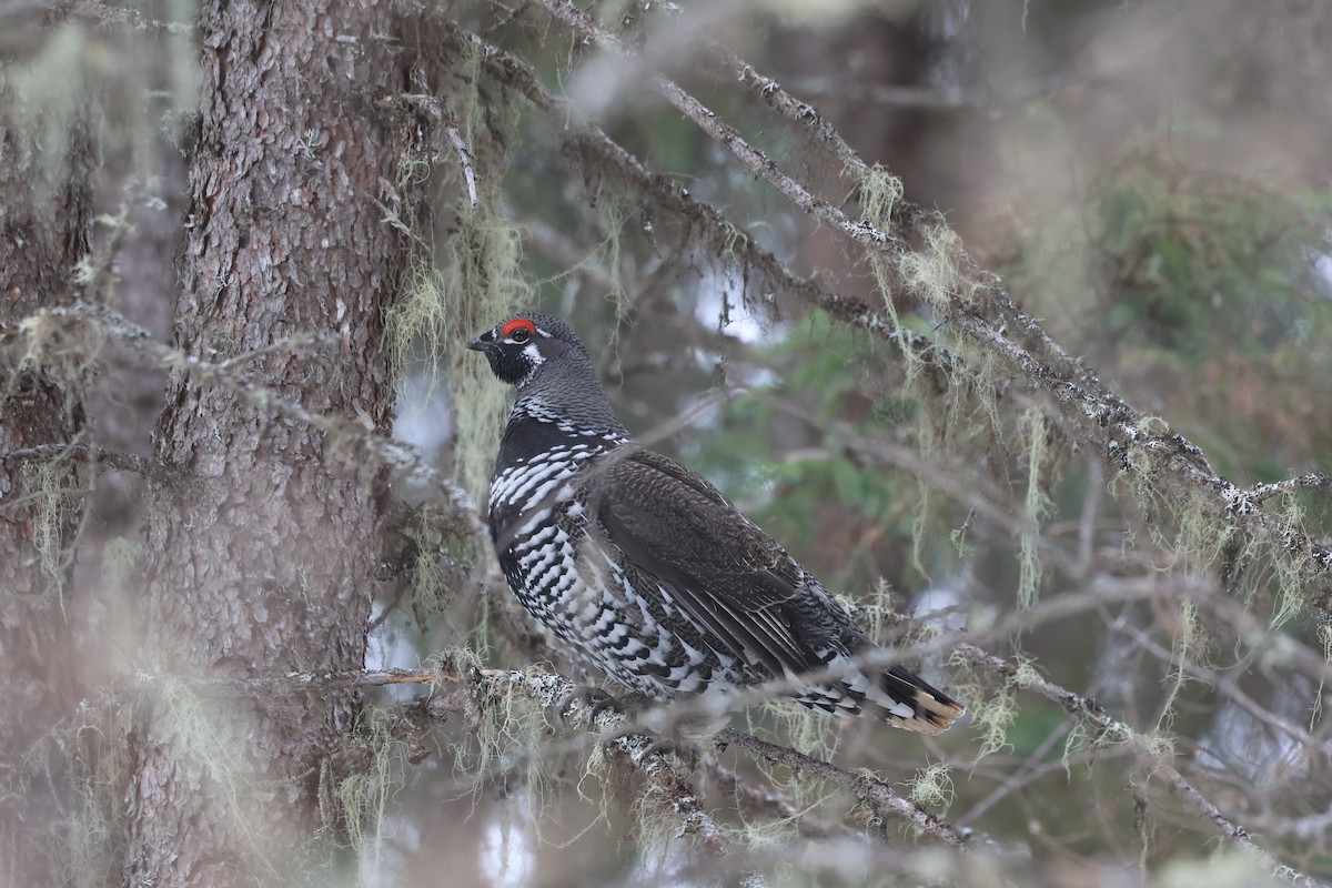 Spruce Grouse - ML615656334