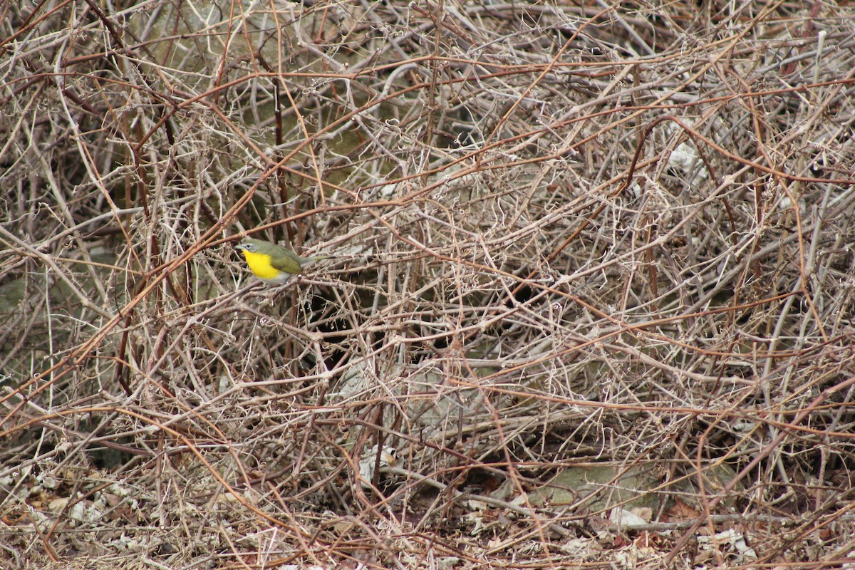 Yellow-breasted Chat - ML615656344