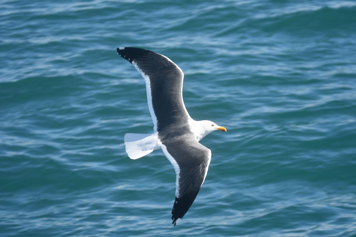 Western Gull - Brian Johnson