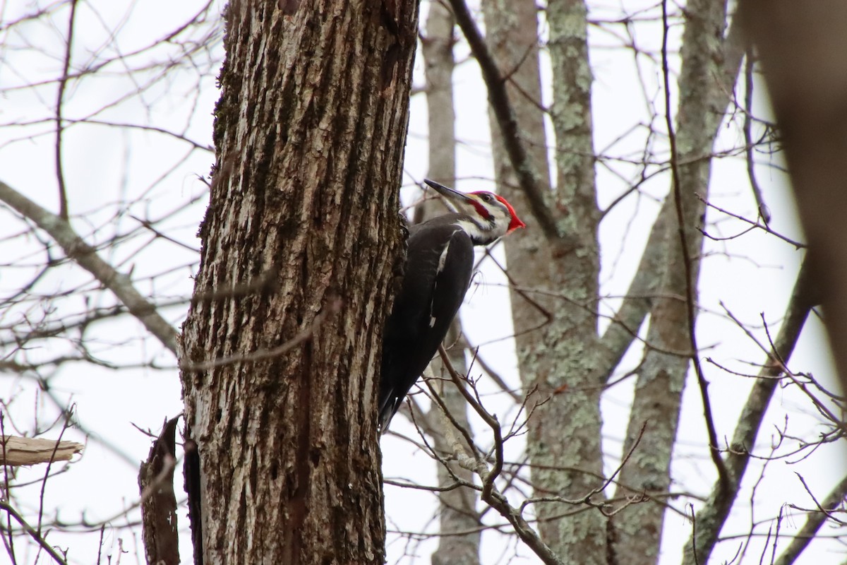 Pileated Woodpecker - ML615656397