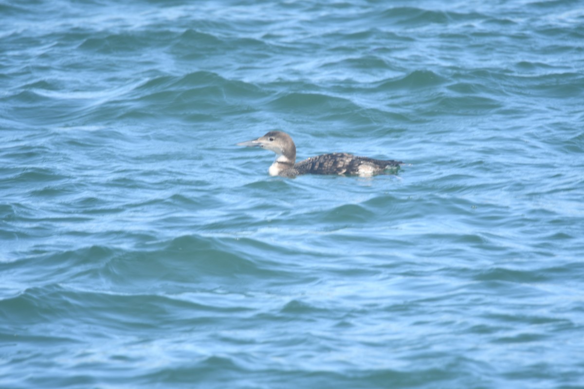 Common Loon - Brian Johnson