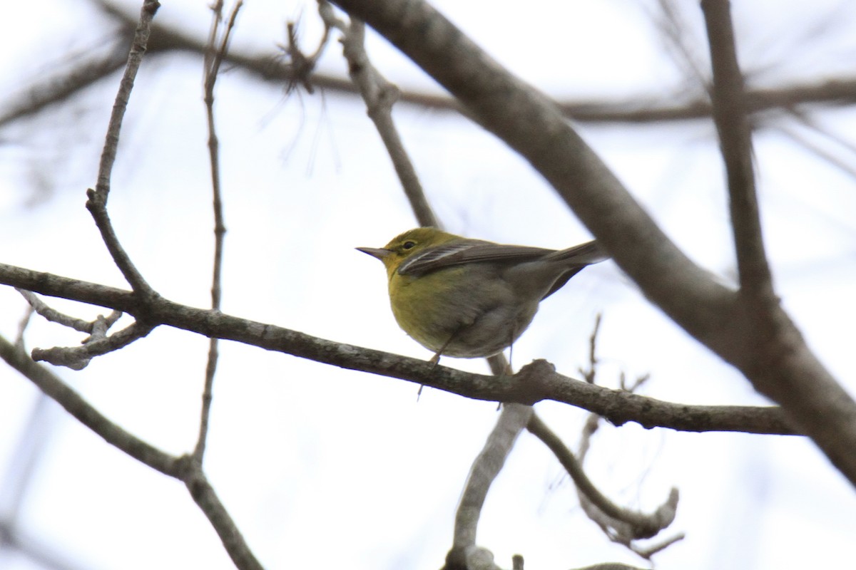 Pine Warbler - ML615656471