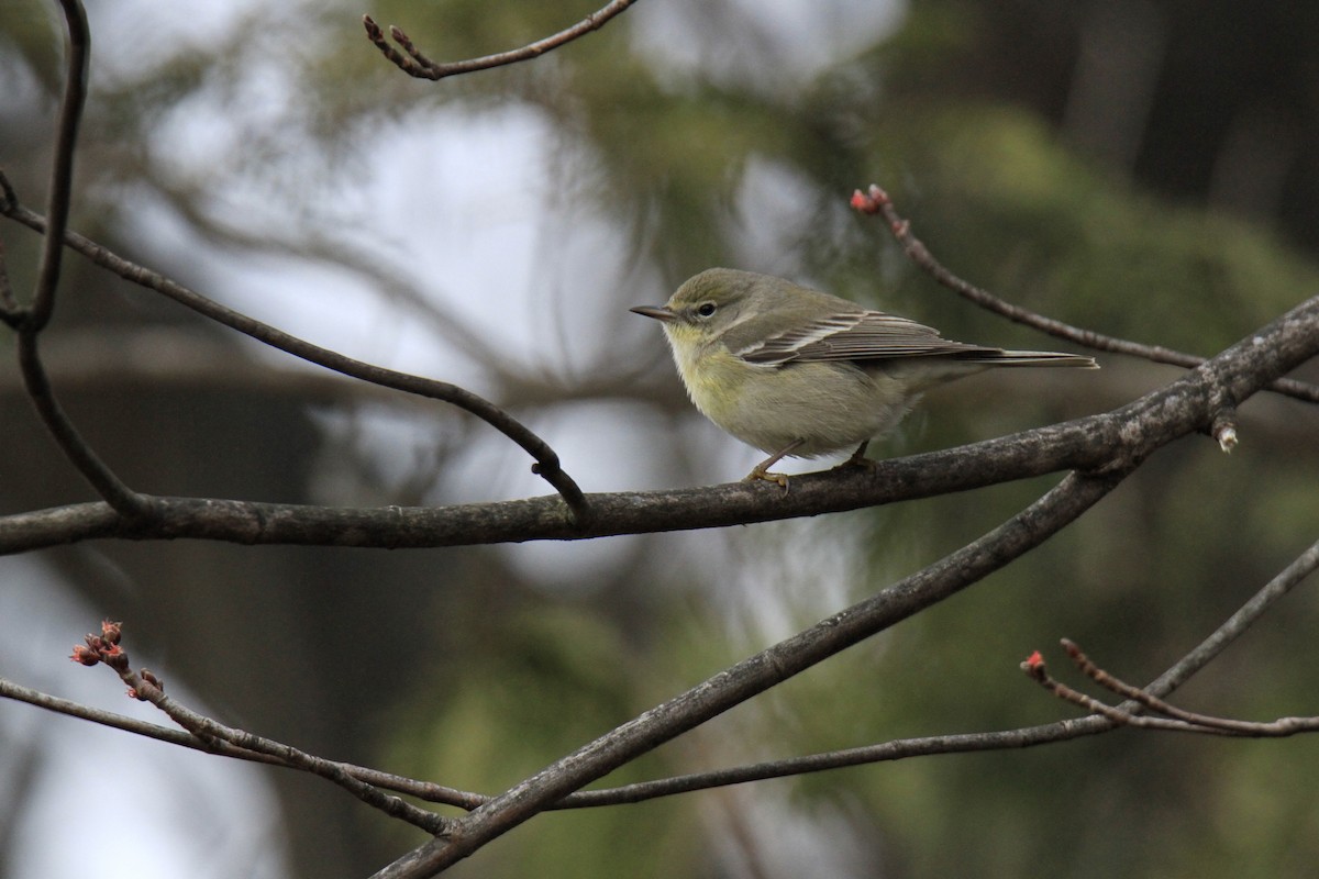 Pine Warbler - ML615656474