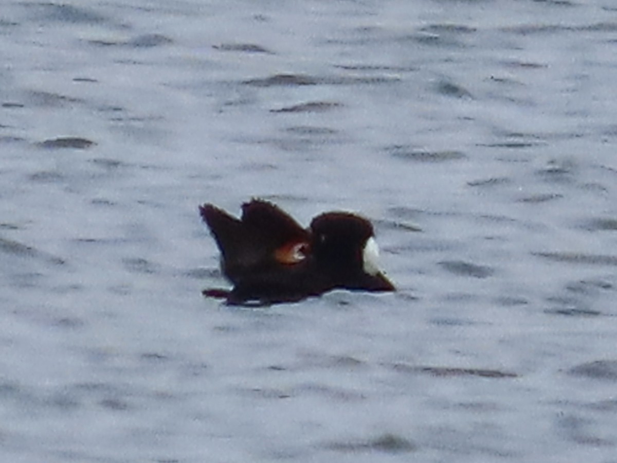 Surf Scoter - ML615656532