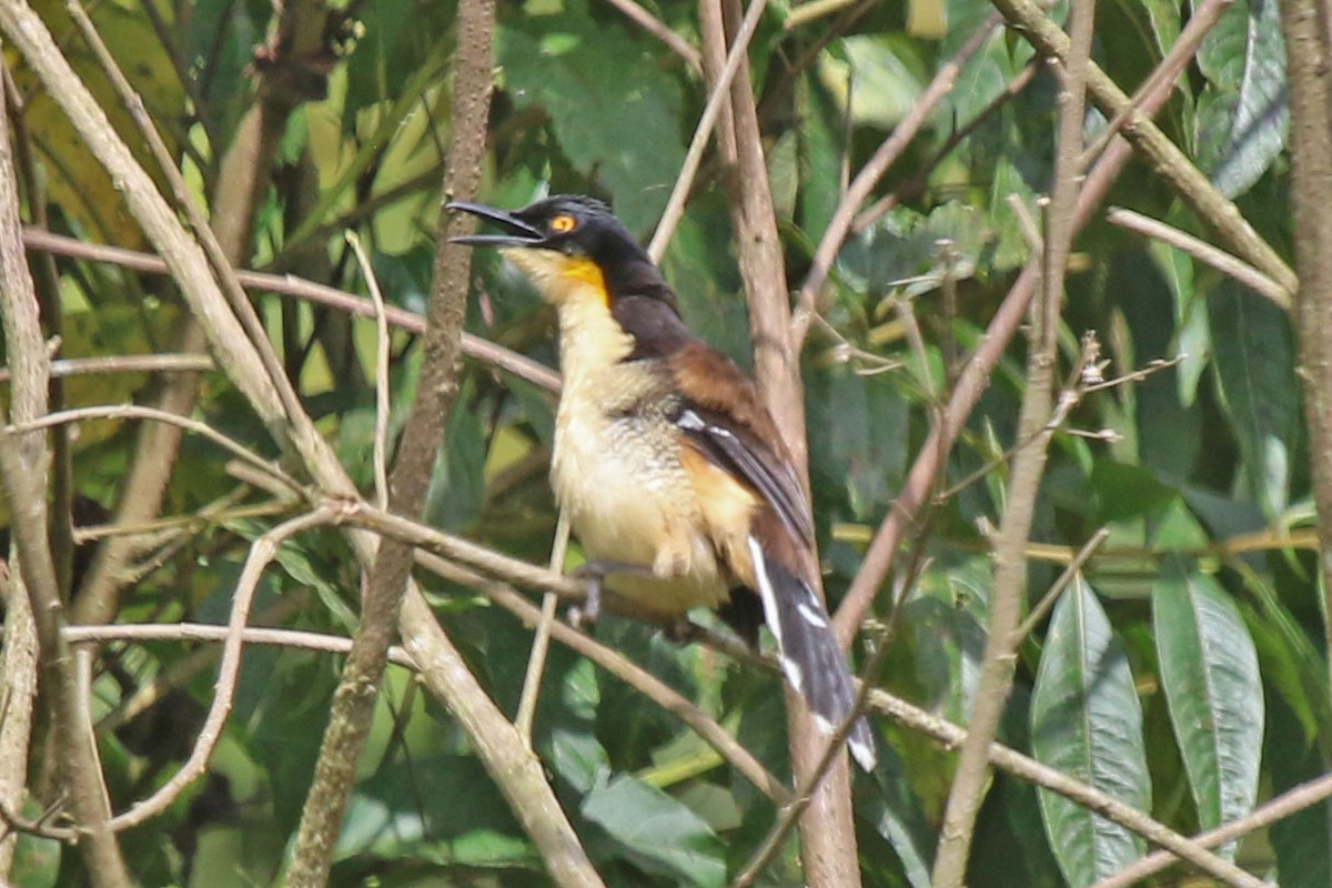 Black-capped Donacobius - ML615656545