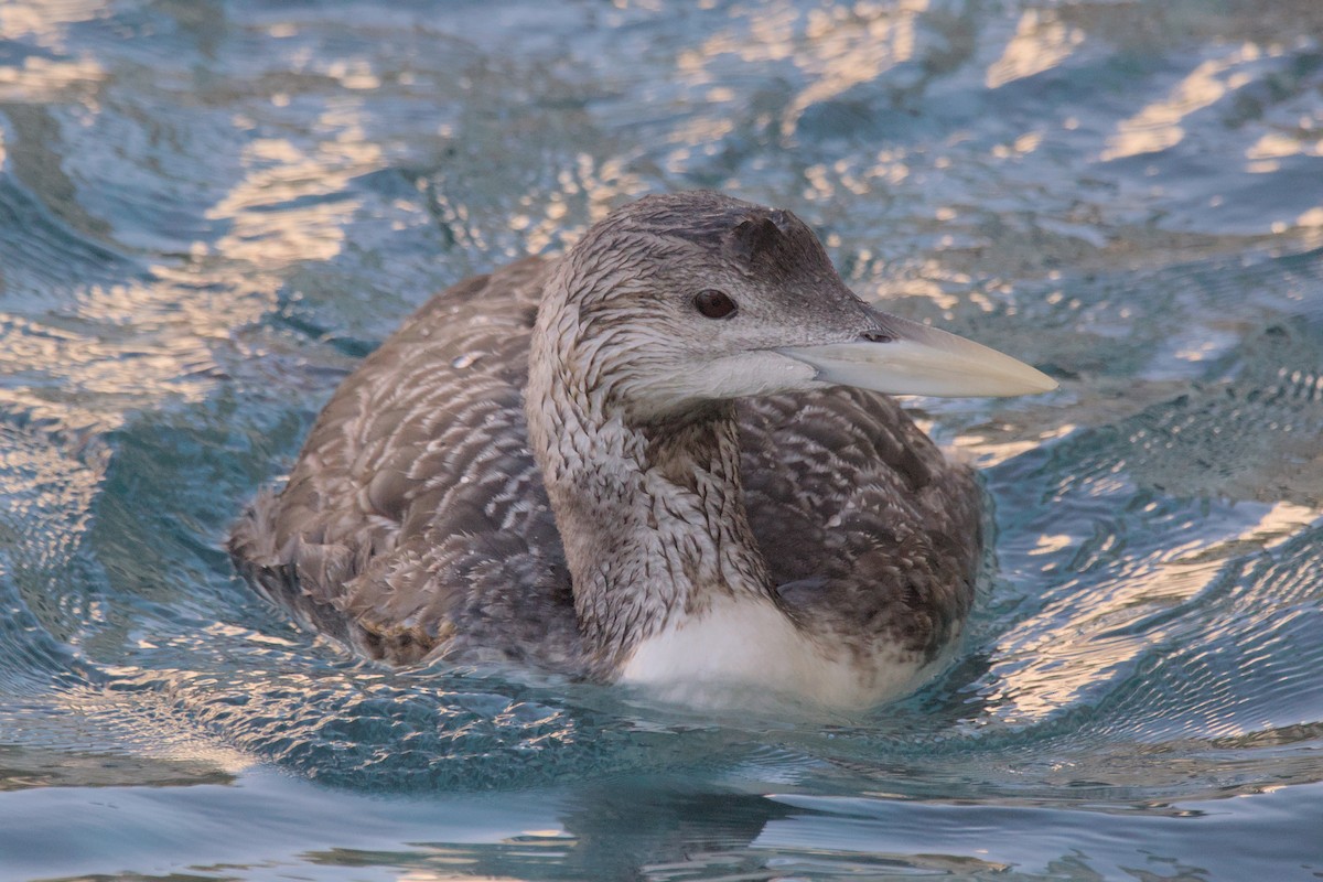 Yellow-billed Loon - ML615656575