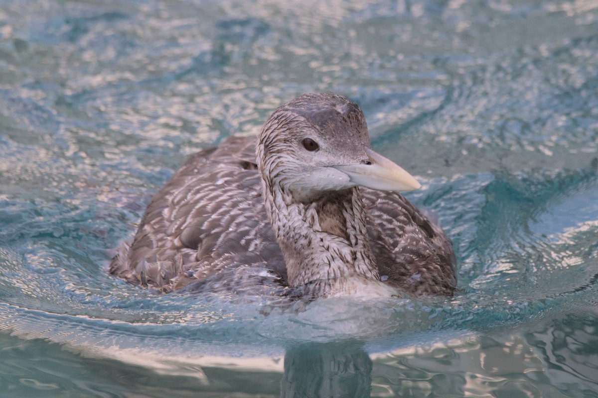 Yellow-billed Loon - ML615656579