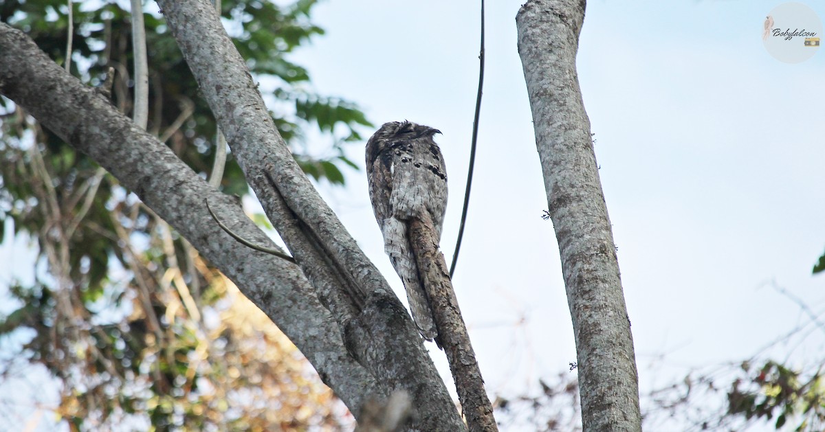 Northern Potoo - ML615656582
