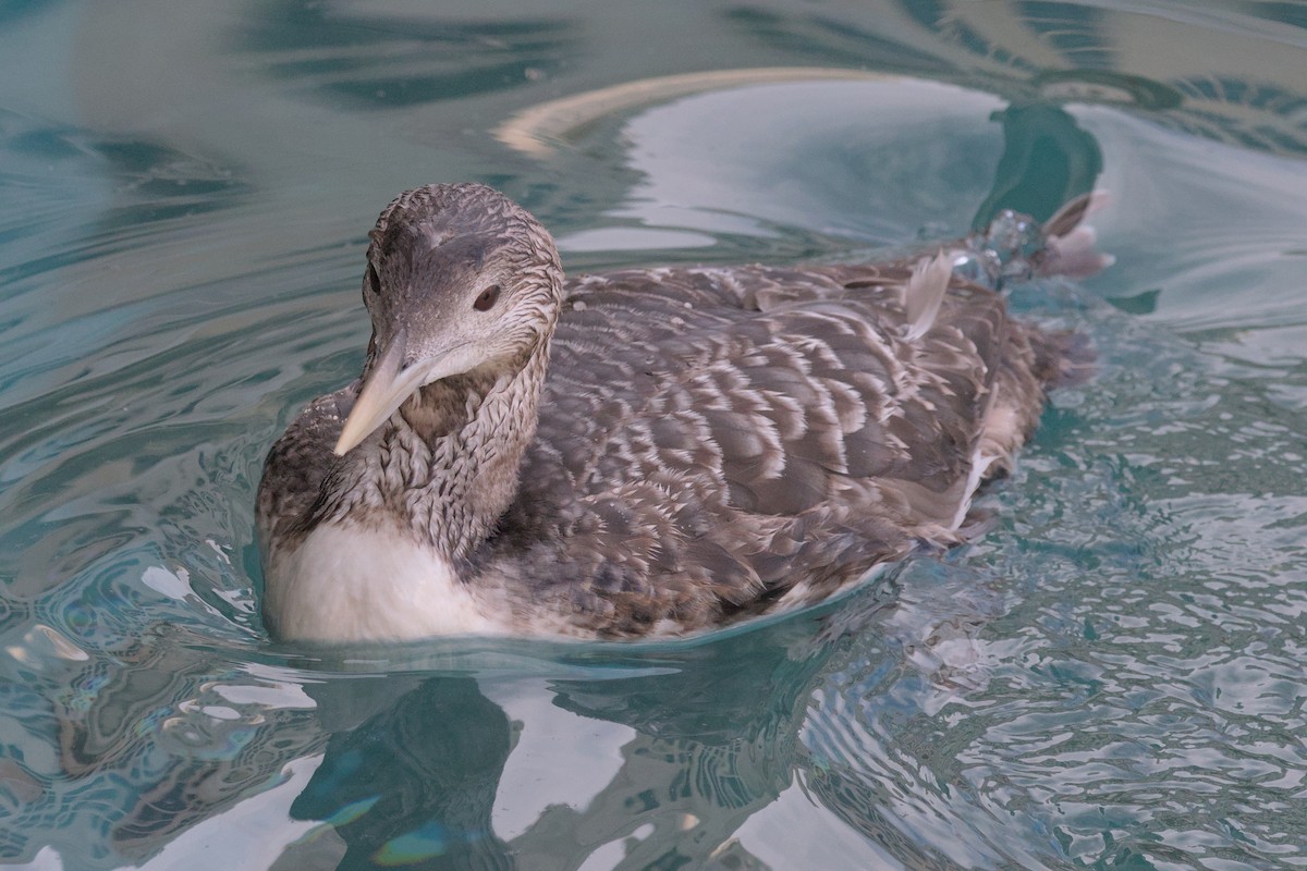 Yellow-billed Loon - ML615656583