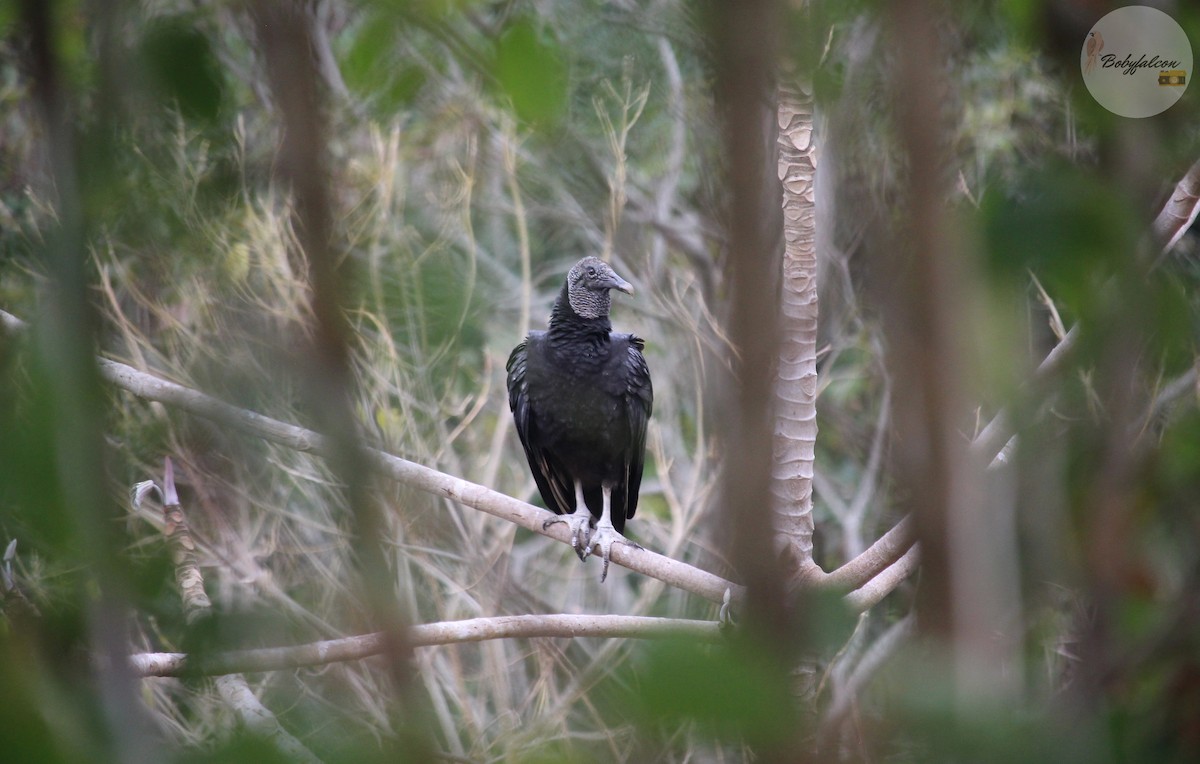 Black Vulture - Roberto Amaya