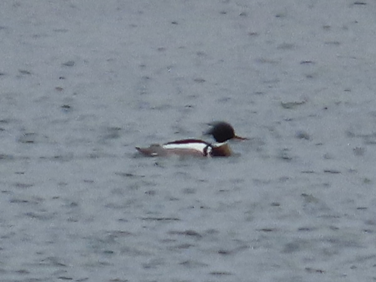 Red-breasted Merganser - Amy Burlingame